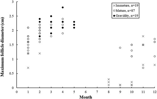 Figure 7. Monthly distribution of the maximum follicle diameter in the female Arabian carpet sharks.