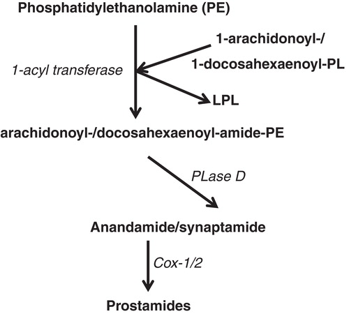 Figure 4. Anandamide and synaptamide are the N-acyl-ethanolamide derivatives from 20:4ω6/ARA and 22:6ω3/DHA, respectively. PE: phosphatidyl-ethanolamine; PL: phospholipid; LPL: lysophospholipid; PLase: phospholipase.