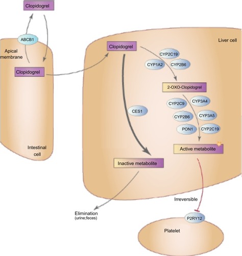 Figure 1 Major proteins involved in clopidogrel transport and metabolism.