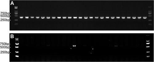 Figure 4 Confirmation of Cas9 and blaNDM-5 gene presence in E. coli 02 by PCR amplification with primer pCas9-F/R and NDM-5-F/R. M indicates the 2000 bp marker. (A) Cas9 was detected in the pCas9-oriT-N; (B) blaNDM-5 was detected in the pCas9-oriT-N.