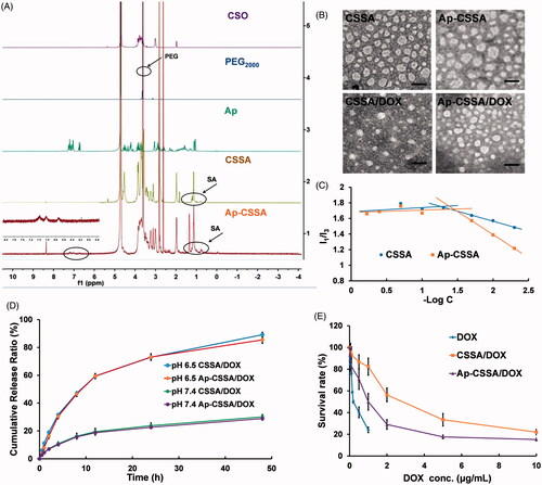 Figure 1. Characterization of glycolipid-like copolymer micelles. (A) 1HNMR spectra of CSO, PEG2000, Ap, CSSA and Ap-CSSA in D2O. (B) TEM images of blank vehicles and DOX-loaded nanoparticles (Scale bar =50 nm). (C) The pyrene fluorescence intensity ratio of I1/I3 as a function of the logarithmic concentration (−Log C) of CSSA and Ap-CSSA copolymer micelles. (D) In vitro DOX release behaviors of CSSA/DOX and Ap-CSSA/DOX nanoparticles in PBS of pH 7.4 and pH 6.5 (n = 3). (E) DOX, CSSA/DOX nanoparticles and Ap-CSSA/DOX nanoparticles against U87 MG with a concentration of 0–10 μg DOX-equiv./mL for 48 h. (n = 5).