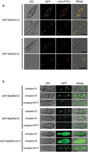 Figure 2. Cellular localization of Mopex13 and Mopex14. (a) Mopex13 and Mopex14 are distributed on the peroxisomal membrane. Fluorescent microscopic analysis of the cotransformants GFP-Mopex13/mCherry-PTS1 and GFP-Mopex14/mCherry-PTS1 in Magnaporthe oryzae wild type Guy-11. GFP-Mopex13 and GFP-Mopex14 were both distributed in a punctate pattern, overlaying well with the peroxisome marker mCherry-PTS1. (b) The deletion of Mopex13 and Mopex14 did not alter the peroxisomal distribution of each other but led to a cytoplasmic distribution of Mopex14/17. The lack of Mopex14/17 did not change the distribution of Mopex13 or Mopex14. Bars = 5 µm.