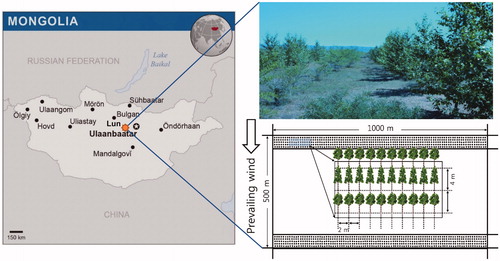 Figure 1. Map location of Lun soum in Mongolia, photograph of study site, and an example of the plantation design used in the study plots. The Populus sibirica and Ulmus pumila were planted in alternating lines. The distance between rows and the planting distance between trees were 4 m and 2 m, respectively.