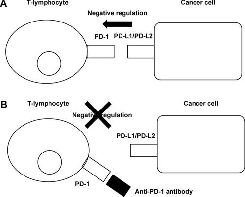 Figure 2 The mechanism of the effect of anti-PD-1 antibody, nivolumab, for malignant tumors.