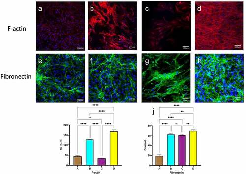 Figure 6. Immunofluorescent staining of F-actin and fiibronectin. static group (a, e). constant 60s (b, f);constant 1 s pulse(c, g); gradually increased the pulse frequency (D, H,). immunofluorescence staining for F-actin (i), fibronectin (j) was quantified using image J pro by the meaning of fluorescence intensity. *P < 0.05, **P < 0.01, ***P < 0.001. scale bars = 100 um.