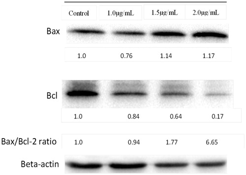 Figure 5. Expression level of Bax, Bcl-2 and beta-actin of HSC-4 cell lines after treated with AgNps-CN for 2 h. Bcl-2 proteins expression decreased almost 5-fold after treated with 2.0 µg/mL of AgNps-CN.