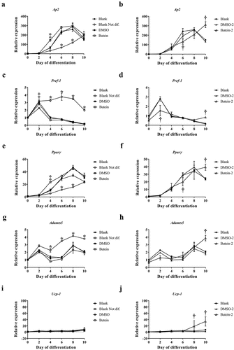 Figure 5. Effect of butein T on the differentiation of 3T3-F442A preadipocytes at a lower passage. 3T3-F442A preadipocytes were differentiated in the presence of 50 μM butein or the vehicle DMSO starting at two different time points: day −2 (time of seeding the cells; butein-2 versus DMSO-2; panels right) or day 0 (time of confluency; butein versus DMSO; panels left). Furthermore, 3T3-F442A preadipocytes were differentiated with (Blank) or without the addition of induction and differentiation medium (Blank not. dif.; panels left). (a–j) Gene expression analysis at day 10 of differentiation of the adipogenic markers Ap2 (a–b), Pref-1 (c–d), and Pparγ (e–f), and of Adamts5 (g–h), and Ucp-1 (i–j). Data are means ± SEM of 2–6 measurements. * p < 0.05 versus Blank cells; † p < 0.05 versus DMSO-2-treated cells and ‡ p < 0.05 versus DMSO-treated cells according to a two-way ANOVA with Bonferoni multiple comparison correction. Abbreviations: dimethylsulfoxide (DMSO); peroxisome proliferator-activated receptor γ (Pparγ); adipocyte protein 2 (aP2); preadipocyte factor-1 (Pref-1); a disintegrin and metalloproteinase with thrombospondin type 1 motifs, member 4/5 (Adamts4/5) and uncoupling protein-1 (Ucp-1).