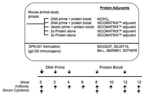 Figure 1. Study design and immunization schedule. Mice were primed 3 times with a pentavalent DNA vaccine in weeks 0, 2, and 4, followed by 2 pentavalent gp120 protein boosts in weeks 8 and 12. Either the DNA or protein pentavalent vaccine consisted of five HIV-1 Env gp120 immunogens from clades A (92UG037.8), B (92US715.6 and Bal), C (96ZM651), and E (93TH976.17). As a control, mice were immunized with empty pSW3891 vector primes followed by DP6-001 protein and adjuvant boosts. Additional controls included mice immunized with two full dose DP6-001 protein vaccine immunizations and adjuvant, in the absence of DNA priming. Al(OH)3 and ISCOMATRIX™ adjuvant were tested individually as part of the protein boost. Follow-up experiments included 5 immunizations with DP6-001 protein ISCOMATRIX™ vaccine according to the established prime-boost schedule, with the first three immunizations at a 1/5 dose, and the final two immunizations at a full protein dose. A constant dose of ISCOMATRIX™ adjuvant was used for all immunizations. Time points of immunizations, and sample collections for different assays are indicated.