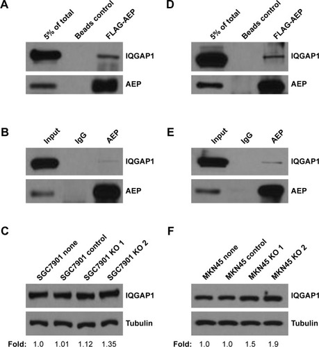 Figure 5 IQGAP1 could interact with AEP in gastric cancer cells.