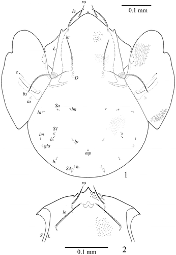 Figure 1–2. Sacculogalumna samarensis n. sp. Male: 1, dorsal view; 2 – anterior part of prodorsum, frontal view. S