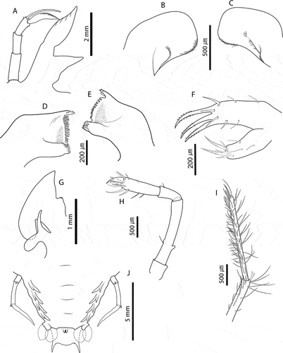 Figure 8. Chelarctus aureus (Holthuis, Citation1963), final stage. A, antenna and antennule; B, C, right and left paragnaths (ventral view); D, E, left and right mandibles (dorsal view); F, maxillule; G, maxilla and first maxilliped; H, second maxilliped; I, third maxilliped (distal part); J, pleon and fifth pereiopod (ventral view). Scale bars: A = 2 mm; C, D, H and I = 500 µm; D–F = 200 µm; G = 1 mm; J = 5 mm.