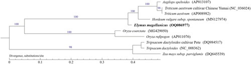 Figure 3. The maximum likelihood (ML) phylogenetic tree was constructed based on mitochondrial protein-coding genes of 10 species. The following sequences were used: Elymus magellanicus OQ086977, Aegilops speltoides AP013107.1, Hordeum vulgare subsp. Spontaneum MN127974.1, Tripsacum dactyloides cultivar Pete DQ984517.1, Tripsacum dactyloides NC_008362.1, Zea mays subsp. Parviglumis DQ645539.1, Triticum aestivum cultivar Chinese Yumai NC_036024.1 (Cui et al. Citation2009), Triticum aestivum AP008982.1 (Ogihara et al. Citation2005), Oryza coarctata MG429050.1 (Mondal et al. Citation2017), Oryza rufipogon AP011076.1 (Fujii et al. Citation2010). Numbers next to each node indicate bootstrap support values.