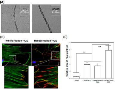 Figure 3. (A) SEM images of twisted nanoribbons (left panel) and helical nanoribbons (right panel). (B) Fluorescence images of SCs plated on twisted nanoribbons (left panels) or on helical nanoribbons (right panels) and stained with vinculin (red), F-actin (green) and nuclei (blue). (C) Quantified results of relative areas of FAS on control glass, control glass grafted with Arg-Gly-Asp (RGD), twisted nanoribbon-RGD and helical nanoribbon-RGD. The images are reprinted with permission from Das et al 2013 ACS Nano 7 3351–61 [Citation50]. Copyright 2013 American Chemical Society.