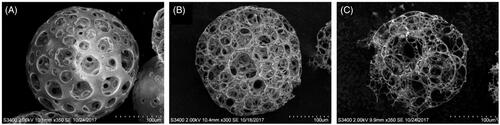 Figure 2. SEM observation of porous PLGA microspheres prepared at different volume ratios of aqueous to organic phase in primary emulsion: (A) 20/80, (B) 30/70 and (C) 40/60.