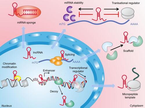 Figure 1 The general function and mechanism of LncRNA. (1) In the nucleus, lncRNAs can guide chromatin modifiers and various transcriptional regulators to DNA, thereby inhibiting and/or activating gene expression. LncRNAs can be used as enhancers of target gene activation. They can also act as molecular baits to move proteins away from specific DNA locations. (2) In the cytoplasm, lncRNAs can be used as scaffolds to bring two or more proteins into the complex. In addition, they also act as sponges for other transcripts or proteins, as protein templates, or regulate mRNA degradation and translation.