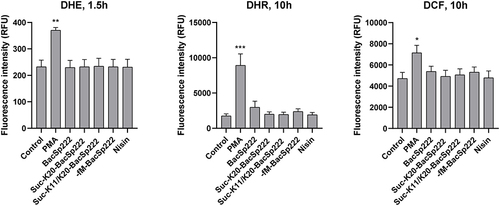 Figure 6 Analysis of ROS production by human PMNs exposed to the various forms of bacteriocins. Human PMNs were stained with ROS probes: DHE, DHR, or DCF-HDA and exposed to PMA or bacteriocins. Fluorescence intensity corresponding to the level of intracellular ROS was measured for 3 or 14 h, depending on the probe used (kinetic measurements). The graphs demonstrate the fluorescence intensity measured at the selected time points. The bars represent the mean ± SEM (n=3). ***p<0.001 vs control, **p<0.01 vs control, *p<0.05 vs control.