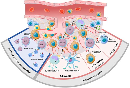 Figure 1. Immunotherapy strategies for the treatment of cancer. There are 2 main approaches used for cancer immunotherapy: (1) artificial antigen presentation (blue); (2) immunomodulators primarily consisting of adjuvants (red—left), checkpoint inhibitors (red—center), and antagonists (red—right).