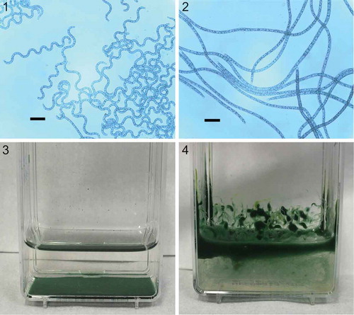 Figs 1–4. The two representative strains of Arthrospira sp. PCC 8005 under study, displaying: Fig. 1. Helical trichomes (P6); Fig. 2. straight trichomes (P2); Fig. 3. sedimentation (P6) and Fig. 4. surface floating (P2). Figs 1, 2 scale = 32.5 µm.