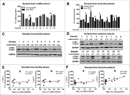 Figure 7. The activity of ATG4 detected after DTT supplementation is positively correlated with LC3B-II accumulation in peripheral WBCs from leukemia patients. (A and B) Peripheral WBCs from healthy donors (A) or leukemia patients (B) were cultured in DMEM medium in the presence or absence of 2 mM DTT for 40 min, and then incubated with 0.5 μM AU4S or AG4R at 37 ℃ for 40 min. Subsequently, the cells were resuspended in PBS after washed 3 times with medium, and the fluorescence values were detected with a fluorescence microplate reader. Then the F-D values were calculated and normalized as in Fig. 4D. Data are mean ± SD from 3 experiments. (C and D) Peripheral WBCs from healthy donors (C) or leukemia patients (D) were lysed for the analysis of LC3B-II accumulation by immunoblot, using GAPDH as a loading control. One representative immunoblot data set from 3 experiments is shown, including the ratio of LC3B-II/GAPDH. (E and F) The correlations between the F-D values (from A and B) and the ratios of LC3B-II/GAPDH (from C and D) in peripheral WBCs of healthy donors (E) and leukemia patients (F) were analyzed separately. -DTT: the F–D value was assayed without DTT supplementation (E, a; F, a); +DTT: the F-D value was analyzed after DTT supplementation (E, b; F, b).