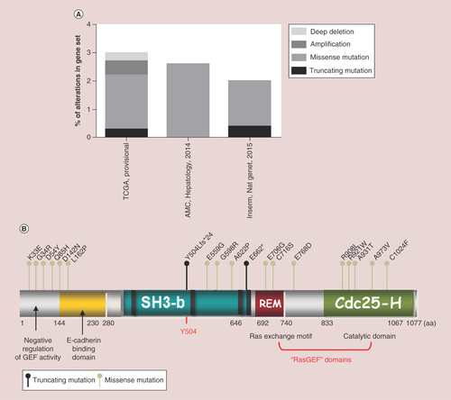 Figure 4. Somatic mutations and other genetic alteration in RapGEF1 gene.Data from cBioportal database, using three gene sets:TCGA with 366cases, the AMC (Hepatology, 2014) with 321cases and Inserm (Nat. Gent., 2015) with 243cases. (A) Piled histogram showing RapGEF1 deep deletion, amplification, missense mutation, or truncating mutation, expressed as the percentage of alterations in the gene set. (B) Schematic representation of C3G domains, from N- to C-terminal:negative regulatory domain of GEF activity, E-cadherin binding domain, SH3-binding domain (rich in prolines), Y504 (site of phosphorylation) and GEF catalytic domain composed of REM and Cdc25-Homologous Ras GEF domain. Dots above C3G scheme represent nonsense mutations (dark dot) or missense mutations (grey dot) with annotations at the site of the involved aa. aa limiting each domain are displayed.aa:Amino acid;AMC:Asian Medical Centre;fs:Frame shift insertion;REM:Ras exchange motif.