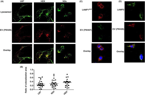 Fig. 5.  Internalized FBS-derived EVs are associated with lysosomes. U87, HEK293, and N2a cells were grown on a confocal suitable plate. (A) Lysosomes were stained with Lysosensor Green 2 hours before isolated FBS EVs labeled with PKH26 (red) were added (n=4). (B) The percentage of co-localization between FBS-derived EVs and lysosomes was determined using the Image J plugin intra_cell (10 images from each of 4 separate experiments were analyzed). (C) HEK293 cells were transfected with a plasmid to express LAMP1-RFP and were treated with FBS-derived EVs labeled with PKH67 (green) (n=3). (D) HEK293 cells were grown on cover slips, fixed with paraformaldehyde, and stained with LAMP2 antibodies (n=3).