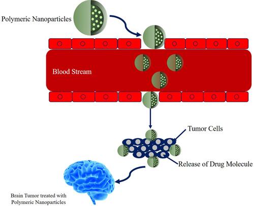 Figure 4 Mechanism of polymeric nanoparticles for brain tumor.