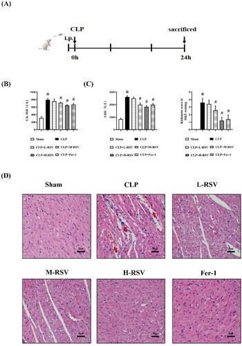 Figure 2. Protective effect of resveratrol on myocardium in septic rats. (A) Experimental process. Drugs were injected intraperitoneally 30 min prior to CLP. (B)-(C) The effect of a range doses of RSV on the serum CK-MB and LDH levels in rats (n = 5 per group). (D) The representative images of H&E staining of myocardium (Kishimoto scores), n = 5 per group. CLP induced blurring or rupture of myocardium concomitant with lymphocytic infiltration and erythrocytic congestion (red arrows), scar bar = 50 μm. Sham: Sham group, CLP: CLP group, L-RSV: CLP + low-dose (10mg/kg) RSV group, M-RSV: CLP + medium-dose (30mg/kg) RSV group, H-RSV: CLP + high-dose (50mg/kg) RSV group, Fer-1: CLP + Fer-1 (5mg/kg) group. Data are expressed as mean ± SD. *p < 0.05 versus Sham. #p < 0.05 versus CLP.