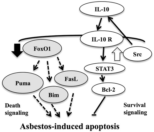 Figure 6. Schematic representation of proposed effect of asbestos on FoxO1 signaling pathway.
