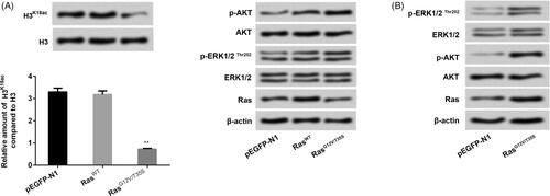 Figure 1. H3K18ac expression was reduced by the Ras-ERK1/2 pathway. NCI-H2126 cells were transfected with pEGFP-N1, pEGFP-K-RasWT (RasWT), pEGFP-K-RasG12V/T35S (RasG12V/T35S) plasmids. (A and B) The expression levels of H3K18ac, Ras and the factors of AKT and ERK pathways were then measured by western blots. Data presented as mean + SD, ** p < 0.01 (n = 3).