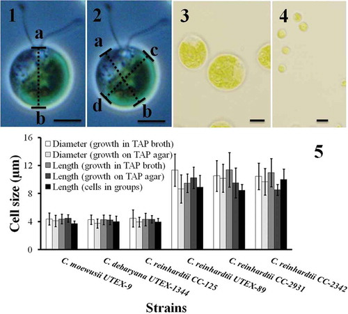 Figs 1–5. Cell size of Chlamydomonas strains grown under different conditions. Cell size was measured after cells were harvested from TAP agar, TAP broth and after they had formed groups. The cell size was measured in two different ways. In the first case the length from papilla to the posterior end (length ‘ab‘ in Fig. 1) was measured. In the second case the cell diameter was measured at two different angles (the mean of diameter ‘ab‘ and ‘cd‘ in Fig. 2). The results are mean ± SD; n = 40–50 cells of each strain. Chlamydomonas strains/species had different cell size (Figs 3–5): C. moewusii UTEX-9, C. debaryana UTEX-1344 and C. reinhardtii CC-125 were significantly smaller than C. reinhardtii UTEX-89, C. reinhardtii CC-2931 and C. reinhardtii CC-2342. A typical big cell and a small cell is shown in Fig. 3 and Fig. 4 respectively. Scale bars: Figs 1–4, 10 µm.