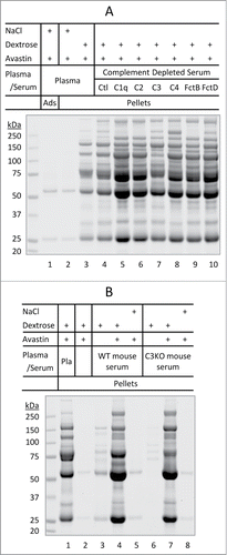 Figure 3. Dextrose-mediated aggregation of Avastin in immunodepleted serum. (A) Dextrose-mediated aggregation of Avastin in modified human serum. Lanes 1–3, protein adsorption/aggregation in human plasma. Lanes 4–10, protein aggregation in complete human serum (Ctl) or immunodepleted human serum void of one of the following complement proteins: C1q, C2, C3, C4, factor B (FctB), or factor D (FctD). (B) Dextrose-mediated aggregation of Avastin in human plasma (Pla) or in fresh mouse serum from wild-type (WT) or C3 knocked out (C3KO) mouse.