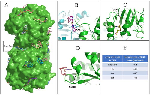 Figure 8. Molecular docking of Rbz on TcTIM. The crystallographic structure of TcTIM (PDB code: 1tcd) and the 3D coordinates of Rbz were used for molecular docking using Docking Vina and the Blind Docking Server, as mentioned in the body of the text. (A) Blind docking of Rbz on the 3D structure of TcTIM. (B–D), Docking of Rbz at the cavities close to Cys 15, 40, and 118, respectively. (E) The scores obtained for the docking of Rbz at the interface and the cavities close to Cys 15, 40, and 118. The figures were modelled with PyMol Molecular Graphics System software (version 2.5.0, Schrödinger, LLC, New York, NY, USA).