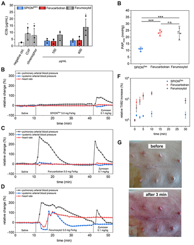 Figure 3 Contrast agent-induced complement activation. (A) Determination of the iC3b split product, in human-derived platelet-poor plasma (n=3). Relative hemodynamic changes as indication of in vivo complement activation in a porcine model after administration of SPIONDex (B), ferucarbotran (C), and ferumoxytol (D) at an iron concentration of 5 mg/kg. The latter resulted in anaphylaxis and requiring subsequent cardiopulmonary resuscitation. (E) Comparisons of maximum pulmonary artery pressure after contrast agent application (data for both doses, 0.5 and 5.0 mg Fe/kg, are pooled). (F) Normalized thromboxane B2 levels in pigs acquired from blood samples collected during application. (G) Example image of flushes appearing in the abdominal region after ferumoxytol application.