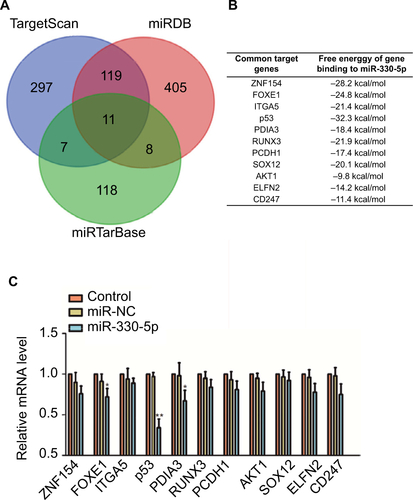 Figure S3 The mRNA level of p53 is significantly inhibited in cell that is transfeced with miR-330-5p.Notes: (A and B) Venn graph represented the number of candidate common target genes determined by three bioinformatics analysis. (C) SiHa cell was transfected with miR-NC or miR-330-5p, and the levels of common target genes were detected using qRT-PCR assay. *P<0.05, **P<0.01 compared to control.Abbreviation: qRT-PCR, quantitative real-time PCR.