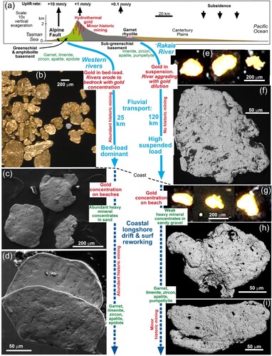 Figure 13. Comparison between Rakaia River and coastal gold transport (right; this study) and gold transport in rivers and beaches on the western side of the Southern Alps (left; Palmer et al. Citation2024), all derived from similar hydrothermal sources. Red text = comments about gold; Green text = comments about heavy minerals; Blue text = comments about transport/depositional setting and processes. A, A generalised river profile across the mountains showing contrasting gradients and distances, and underlying basement contrasts yielding similar but not identical associated heavy mineral suites. B, Stereomicroscope light view of fluvial gold from Whataroa River (Figure 1B). C, D, SEM backscatter electron images of beach gold from near Lake Mahinapua (Figure 2A). E, Stereomicroscope light view of detrital gold from Rakaia Gorge. F, SEM backscatter electron image of detrital gold from Rakaia Gorge. G, Stereomicroscope light view of beach gold from Rakaia River mouth. H, I, SEM backscatter electron images of beach gold from Rakaia River mouth.