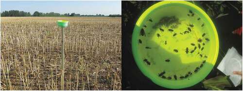 Figure 5. Pan trap mounted on a pole in a harvested oilseed rape field (left) and collected insects after 48 hours (right). Photographer: András Báldi (left), Raoul Pellaton (right).