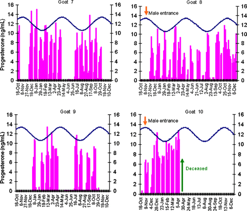 Figure 2.  Effect of presence of a sexually active male buck on luteal activity as determined by serum progesterone levels of goats exposed to controlled photoperiodic cycles.