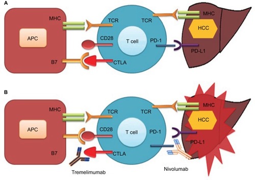 Figure 2 Check point inhibition and hepatocellular cancer