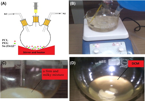 Figure 2. (A) Schematic structure of three-necked flask under stirrer and heater device, (B) three-necked flask under stirrer and heater device in our laboratory, (C) a firm and milky mixture of polymer, and (D) dissolving polymer in DCM (dichloromethane).