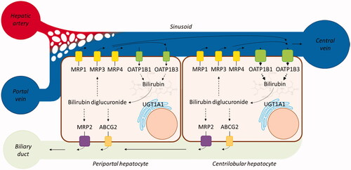 Figure 1. Bilirubin excretion pathway. MRP1, MRP3, MRP4, OATP1B1, and OATP1B3 are sinusoidal unconjugated and conjugated bilirubin transporters, whereas MRP2 and ABCG2 are implicated in its elimination in the biliary duct.