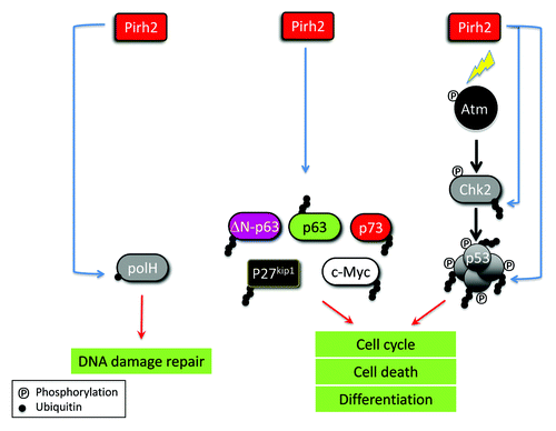 Figure 1. Involvement of Pirh2 in the regulation of different cellular processes through ubiquitylation of several key proteins. The E3 ligase Pirh2 ubiquitylates several substrates including c-Myc, Chk2,S p53, PolH, p63, DN-p63, p73, and p27kip1 (See text). Through these ubiquitylation events, Pirh2 contributes to the regulation of DNA damage repair, cell cycle, cell death, and differentiation.