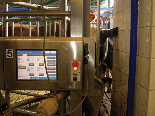 Figure 4. During the milking process, the operator can see the cow data on the screen.