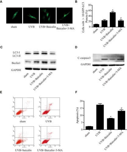 Figure 4 3-MA inhibits the effects of Baicalin on UVB-induced autophagy and apoptosis in HSFs. (A) Representative confocal images of GFP-LC3 in fibroblasts. Scale bars = 50μm. (B) The percentage of cells with induced autophagy was determined as the percentage of GFP-LC3 cells with greater than 10 GFP-LC3 puncta per cell (means ±SEM of the independent experiments, *p < 0.05 versus UVB, #p < 0.05 versus UVB+Baicalin). (C) LC3-II and Beclin1 expressions were detected by Western blotting analysis. GAPDH was used as a loading control. (D) C-caspase3 expression was detected by Western blotting analysis. GAPDH was used as a loading control. (E, F) Cellular apoptosis was assayed by annexin V-FITC and PI counterstaining, and analyzed with flow cytometry. The original flow cytometry figures are shown in (E) and the apoptosis rates are shown in (F). Values are given as means±SEM (n=5). *p < 0.05 versus UVB, #p < 0.05 versus UVB+Baicalin. The concentration of baicalin in these studies was 25 ng/mL.
