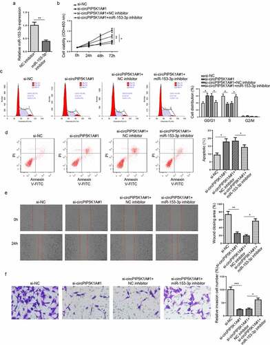 Figure 3. miR-153-3p inhibition reverses EM phenotypes induced by circPIP5K1A silencing in vitro. (a) The knockdown efficiency of miR-153-3p was assessed by RT-qPCR in hEM15A cells. (b) hEM15A cells were transfected with si-NC, si-circPIP5K1A#1, si-circPIP5K1A#1+ NC inhibitor, or si-circPIP5K1A#1+ miR-153-3p inhibitor. Then, CCK-8 assay was performed to analyze the proliferative ability of hEM15A cells. (c and d) flow cytometry assays were performed to analyze cell-cycle regulation and cell apoptosis in hEM15A cells. (e and f) wound healing and transwell assays were performed to analyze the migrative and invasive ability of hEM15A cells. Data are shown as mean ± SD; *P < 0.05, **P < 0.01