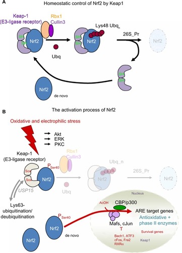 Figure 1 (A and B) Principle of controlling Nrf2 by Keap1 and its activation.