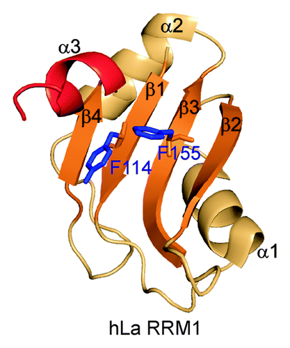 Figure 5. Structure of the hLa RRM1 (PDB ID 2VOP). All the secondary structure elements are marked. RNP1 and RNP2 residues 114 and 155, respectively, and non-canonical helix α3 are marked.