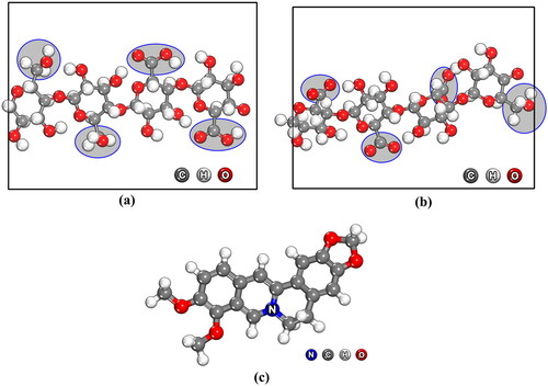 Figure 2. The model of cellulose from PALF at (a) pH 5.0 and (b) pH 9.0 and (c) the optimized structure of berberine.