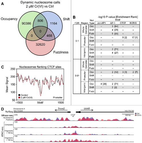 Figure 1. Occupancy of dynamic nucleosomes in promoter regions affects CTCF motif accessibility. Hepa-1c1c7 cells were treated with either H2O or 2 µM K2CrO4 for 72 hours before collection and monosome preparation by MNase digestion. (A) Represents dynamic nucleosomes that were called with the DaNPOS2 toolkit [Citation34] with a threshold of q = 0.01. (B) Dynamic nucleosomes were analyzed for motif enrichment using HOMER [Citation35] and separated based on genomic annotation at two different thresholds, q = 0.1 and q = 0.01. Enriched motifs are provided as the -log10 P value of the known motif, with its rank compared to other motifs listed in brackets. (C) CTCF motifs identified in promoters based on changes in nucleosome occupancy were extracted and motif orientation was corrected using previous annotations prior to generating average signal plots of nucleosome positions with deepTools2 Suite [Citation57]. (D) The bidirectional promoter region between Trove2 and Uchl5 is provided to illustrate the complementarity between different sequencing techniques. Signal tracks in blue (control) and red (Cr-treated) represent either the nucleosome position generated using MNase-seq (upper panel) or ATAC-seq insert signal (lower panels). ATAC-seq tracks are represented using three separate criteria; “composite” is the average signal recorded for each bp with no insert-size filtering, while the middle track represents short inserts (less than 100 bp in length), and the lowest nucleosome-spanning inserts (greater than 180 bp in length).