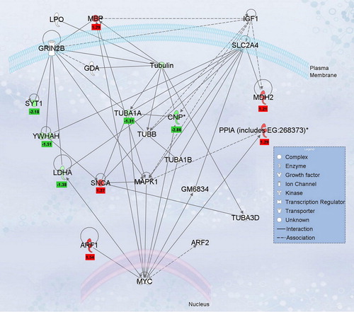 Figure 5. Ingenuity network analysis of differentially regulated labeled-pairs. proteins listed in Table 1 were evaluated using Ingenuity Pathway Analysis (version 7.6) to determine interacting nodes. The top network identified was “Neurological Disease, Cell Death, Nervous System Development and Function” and is shown along with the L/H normalized ratios for each protein. Proteins with significant L/H ratios for Ox-B treatment are indicated in red and those with significant L/H ratios for antagonist treatment are shown in green, with ratios values shown below.