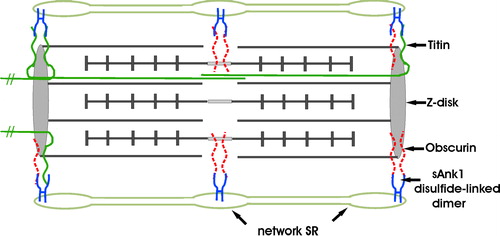 Figure 9.  Model of sAnk1 in the network SR membrane, and its relationship to its ligands, obscurin and titin. sAnk1 is anchored to the network SR membrane by its N-terminal hydrophobic sequence. Molecular modeling predicts that, following removal of its N-terminal methionine residue, only 2 amino acids are exposed on the lumenal surface of the SR membrane. The entire sequence C-terminal to the transmembrane domain is exposed to the cytoplasm, where it can interact with obscurin and titin at the level of the Z disks, or obscurin alone at the level of the M lines. sAnk1 is pictured as disulfide-linked dimers, although tetramers, and even larger oligomers, may also be present. These dimers may bind to two molecules of obscurin simultaneously at either Z disks or M lines, with one molecule of obscurin and one molecule of titin at Z lines, or with two molecules of titin at Z-lines. The titins that are anchored at the Z lines of the sarcomere pictured here, but that extend towards the M lines of nearby sarcomeres, are not drawn as complete molecules. Not drawn to scale. This figure is reproduced in color in Molecular Membrane Biology online.